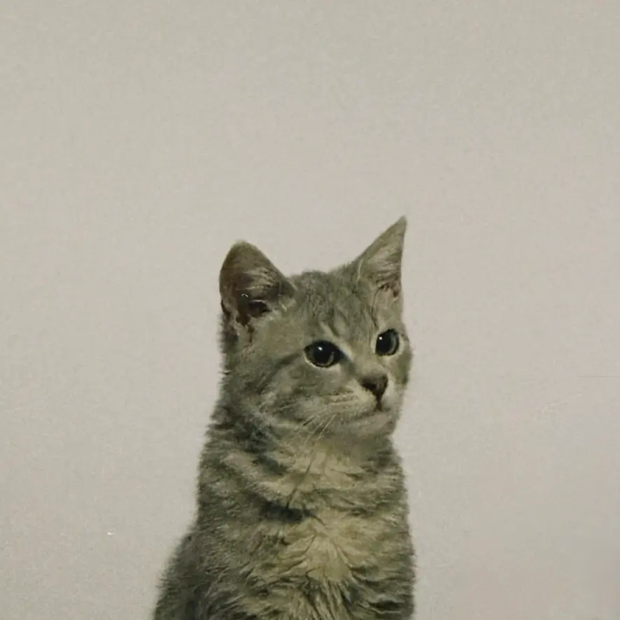 duman, my grey cat, looking to the side